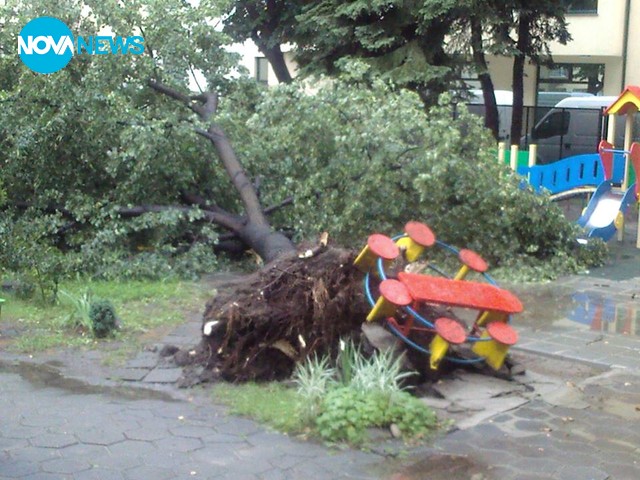 Паднало дърво в ЦДГ "Звънче"