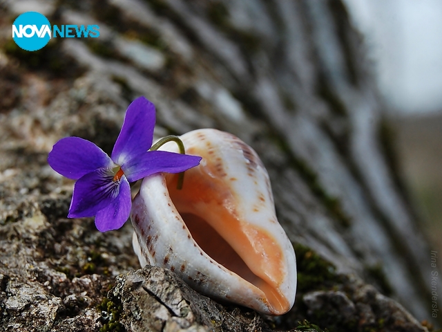 Пролет в рапанче