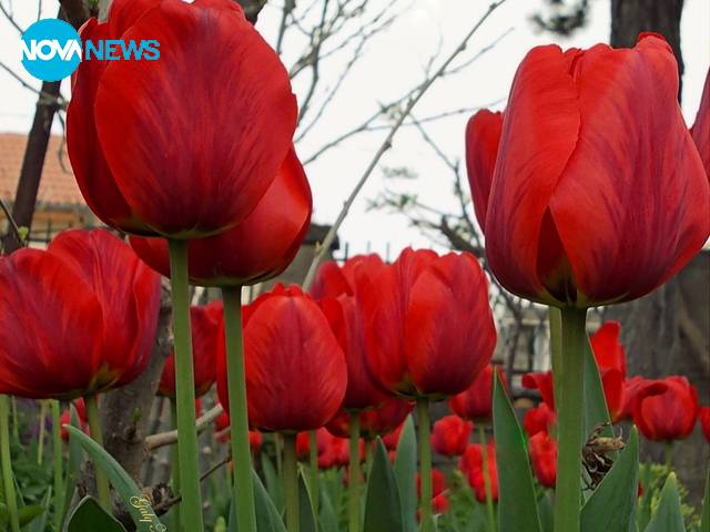 Сезонът на лалетата