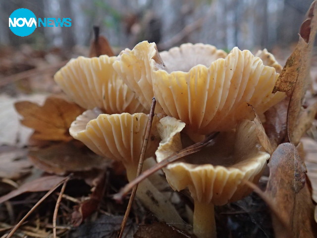 Миг от есента