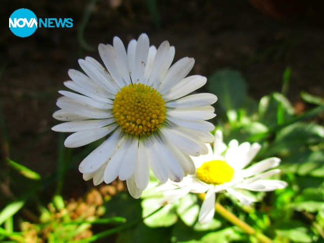 Маргаритки