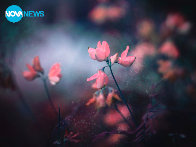 Цветове в дъжда