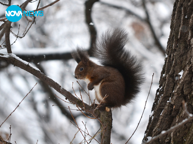 Времето в столицата