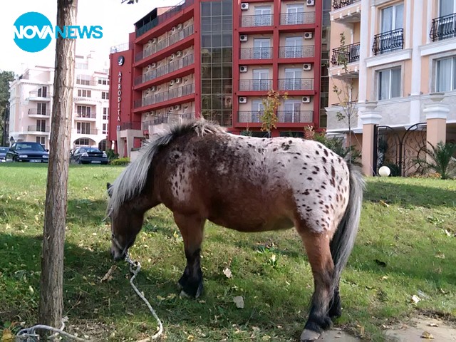 Разкрита кражба на пони