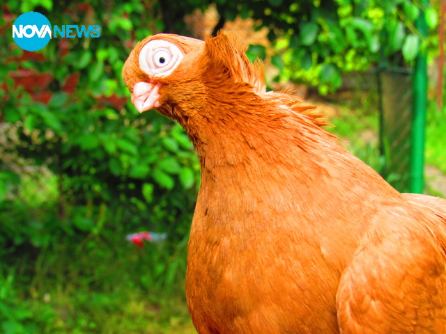 Муки за приятна вечер!