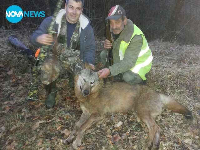 Убит вълк в Сливенския балкан. Досега не е правено