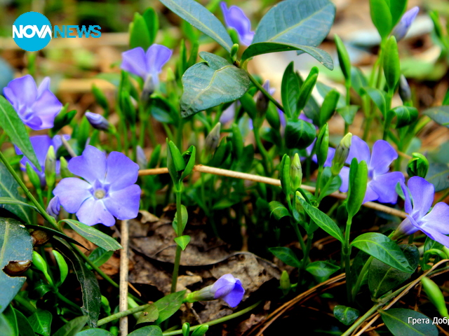 Февруарска пролет в Плевен