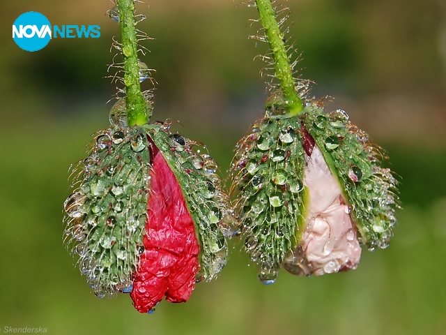 Цветята на месец май