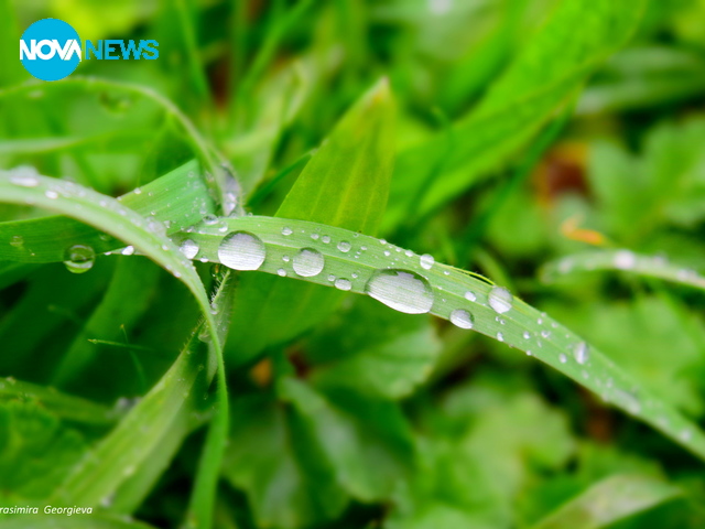 Дъждовни мъниста