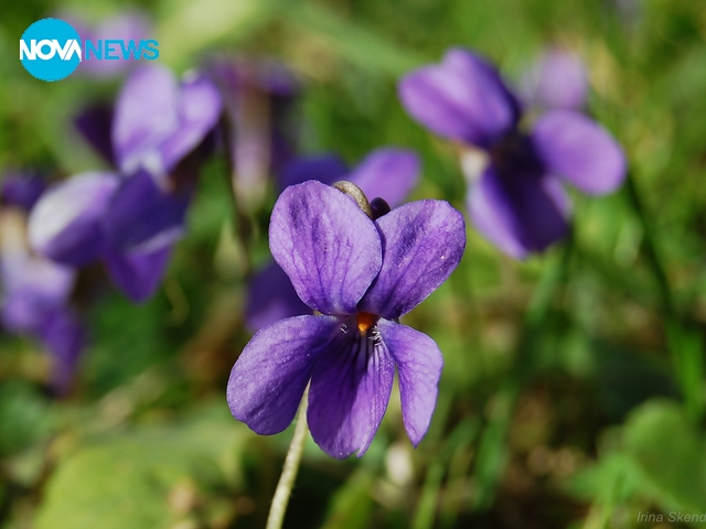 Теменужено