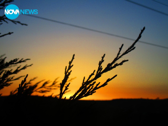 Сутрешен бор