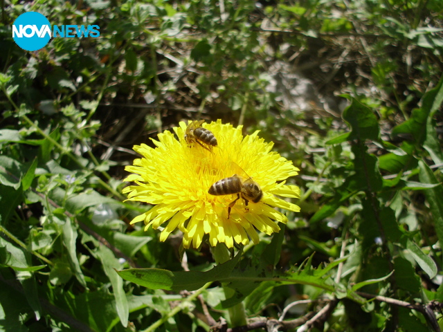 Неуморни пчелички