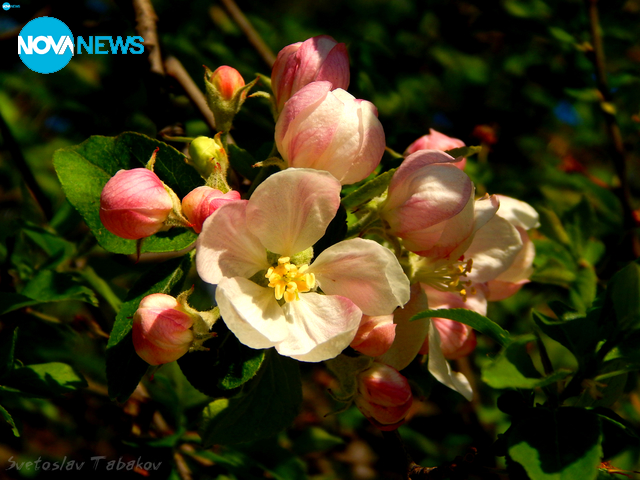 Пролетта навсякъде дарява с радост - галерия