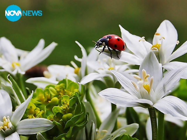 Пролетта на калинките
