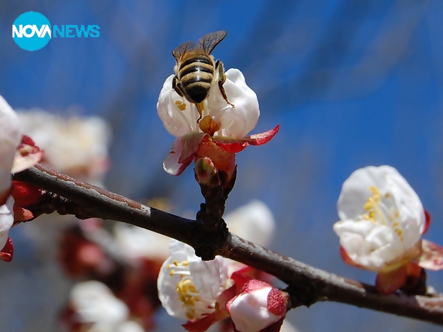 Пролетта разцъфтя
