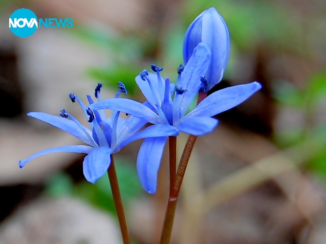 Пробуждане