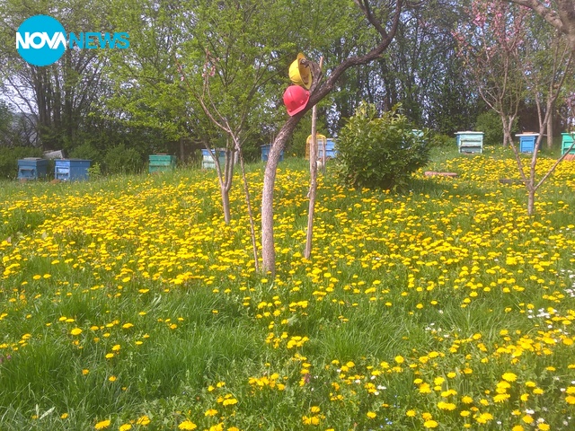 Красива пътечка от глухарчета