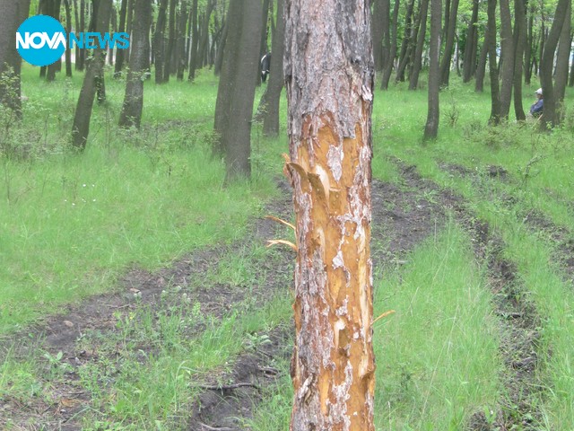 Незаконен добив на въглища от роми и изсичане на гората