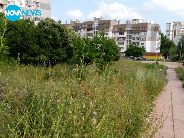 Тревните площи във Варна още не са окосени