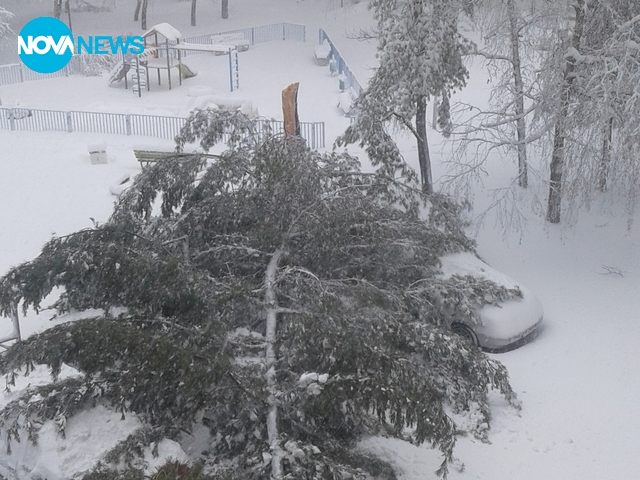 Огромен смърч се счупи от снега в Русе