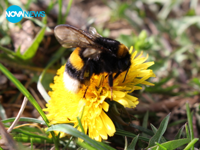 Цветенца и пчелички