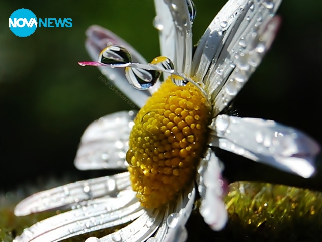 Капчици утринна роса