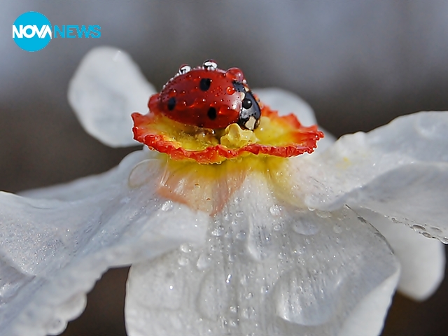 За калинките с любов