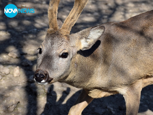 Необичайна среща