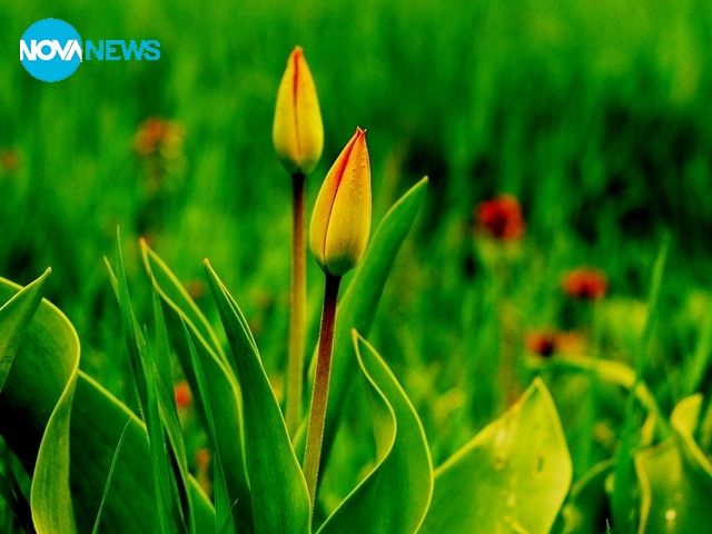 За прогнозата на времето