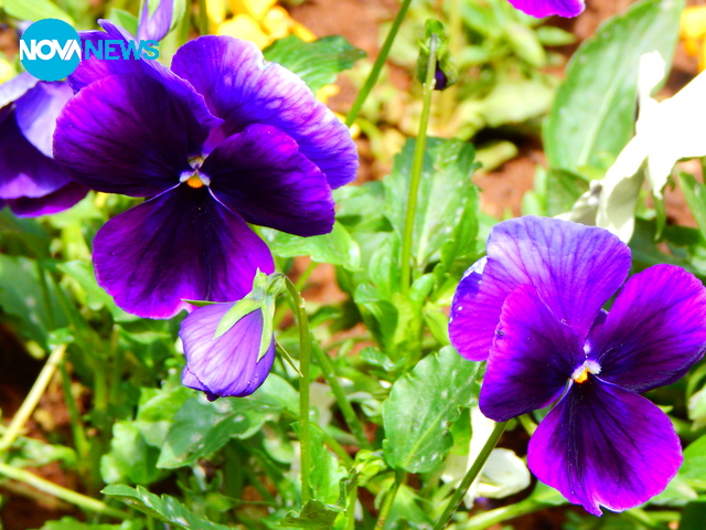 Слънце в цветята