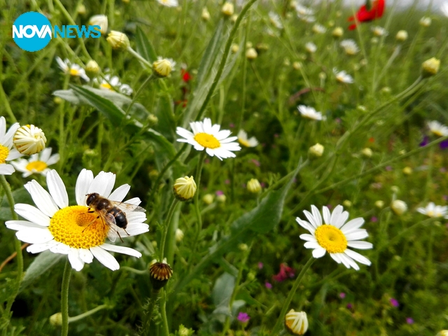 Преддъждовно край Чирпан