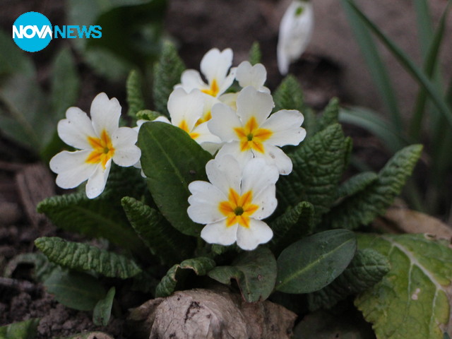 Честита Баба Марта!