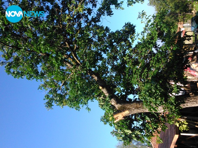 Безобразията на секретарката на гл. архитект на Столична община