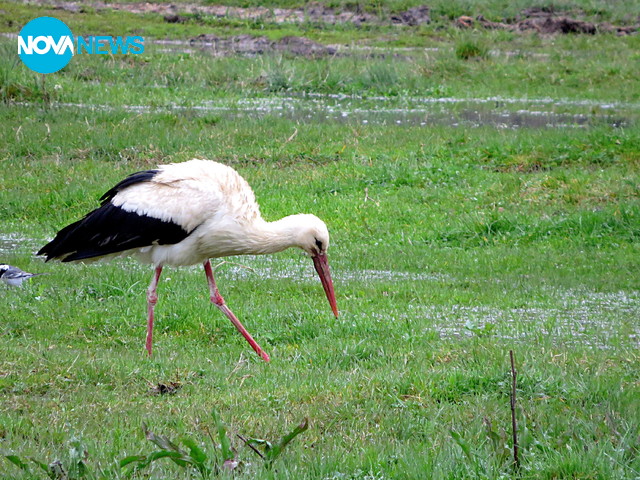 Пролетна разходка в мокрите поля