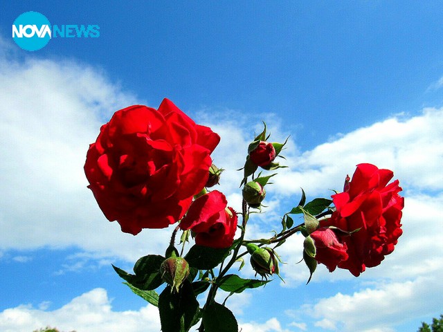 Майски рози