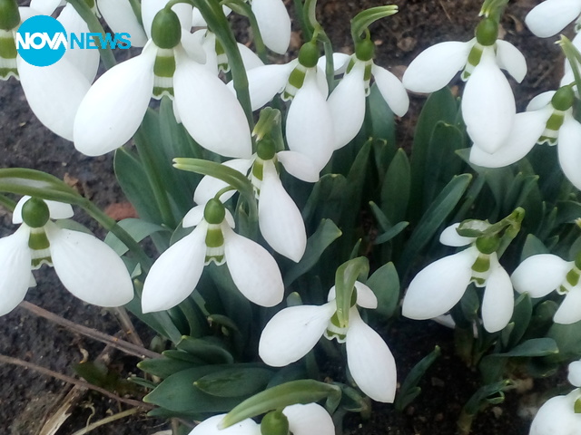 Кокичета, направени с усмивка