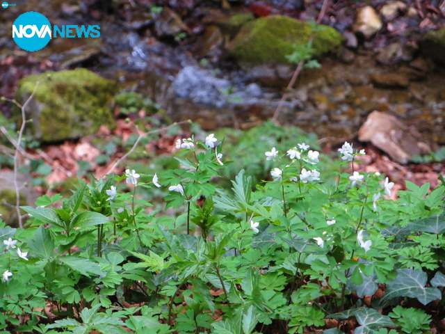 Първа пролет на водопада