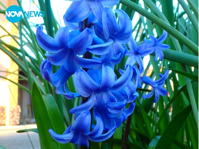 Пролет иде!