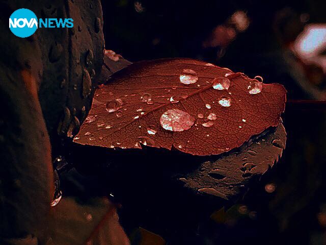 Kапки върху листо