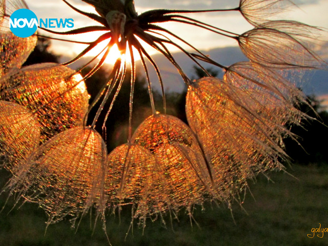 Залезът в едно глухарче