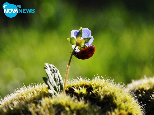 В прегръдката на пролетта