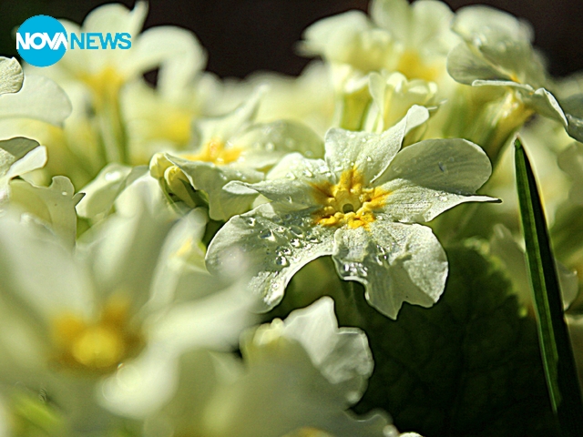 Росата и цветята