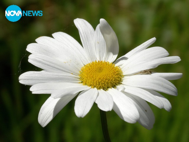 Маргаритки