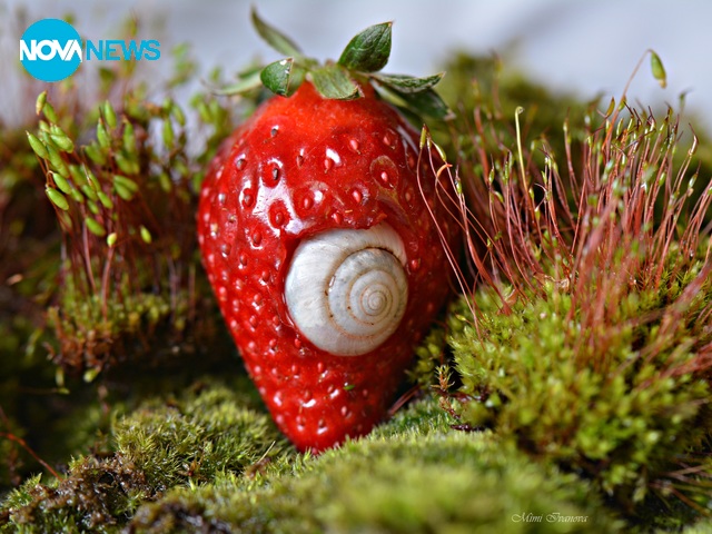 Ароматната къща на охлюва