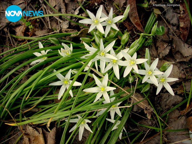 Косите на пролетта