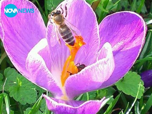 Пролетно настроение