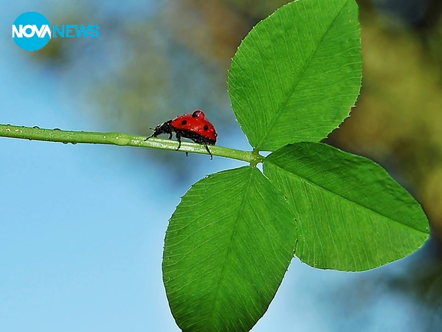 Калинка за късмет