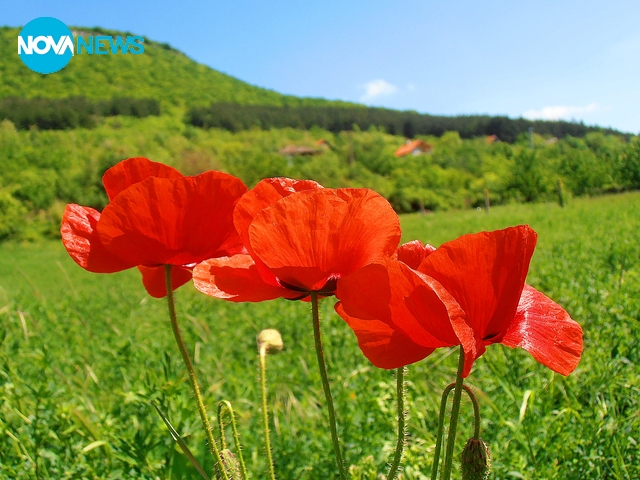 Макове на фона на зеленото Шуменско плато в с.Осмар
