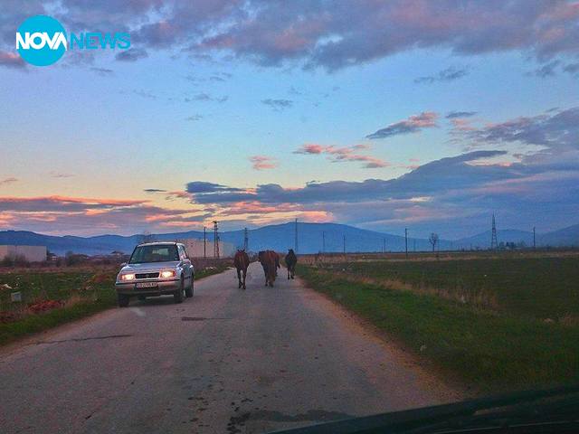 Коне на пътя в Ихтиман