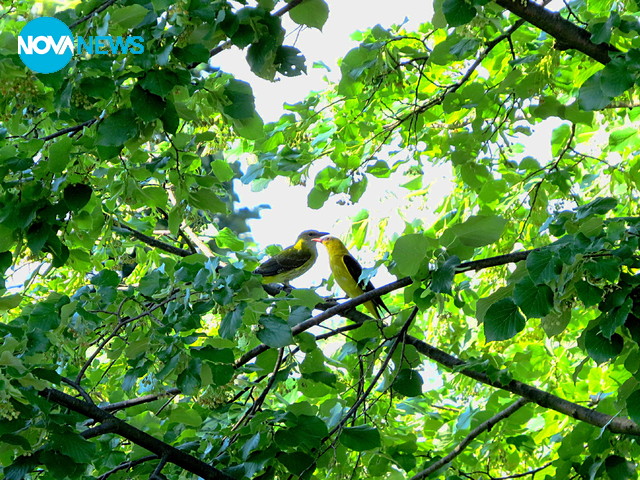 Лято, с песента на авлигите!